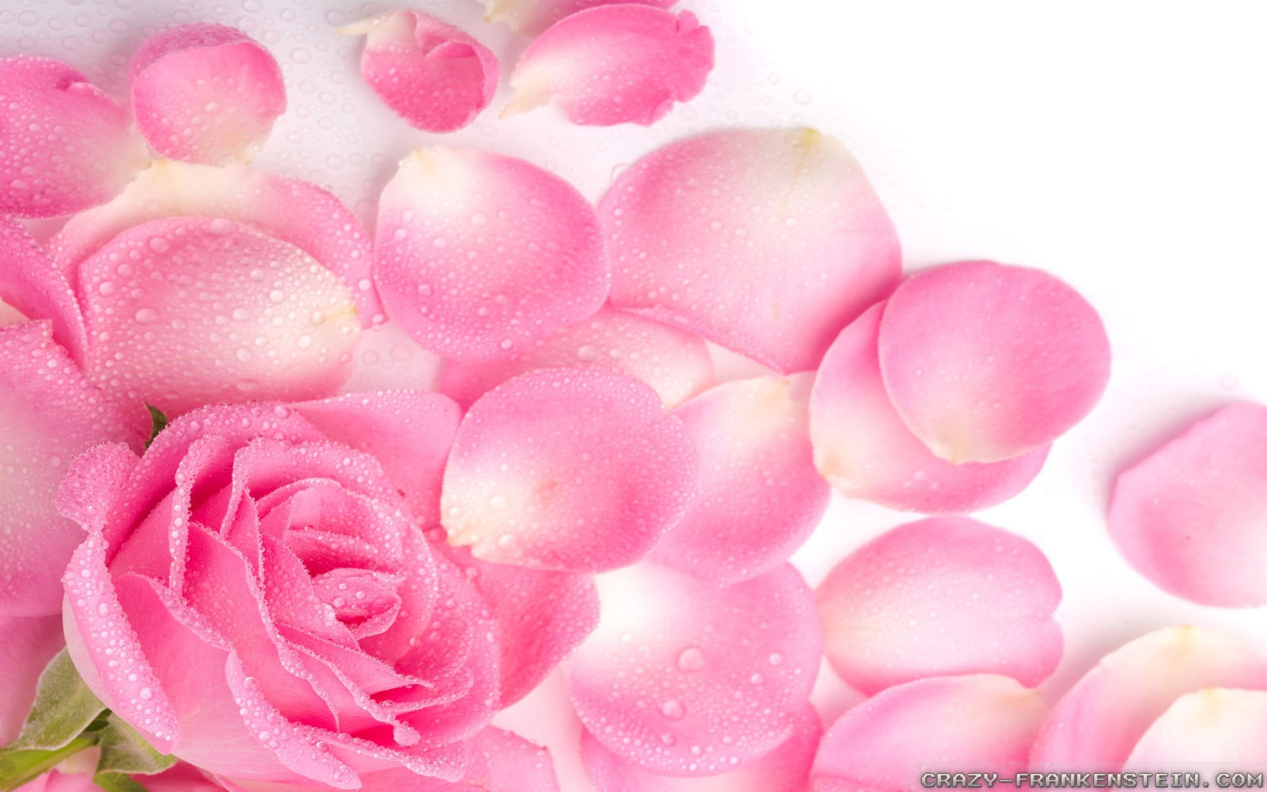 Rosa rosa con petali, 2560x1600 2K, Desktop