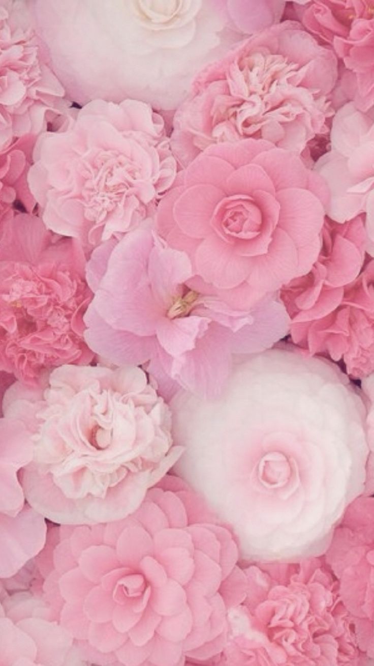 Fiori rosa e bianchi, 736x1309 Verticale, Telefono
