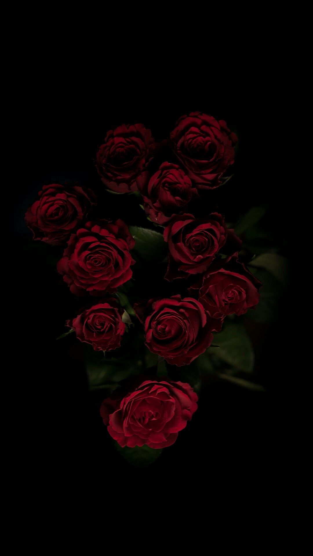 Rose rosse su sfondo nero, 1080x1920 Full HD Verticale, iPhone Plus