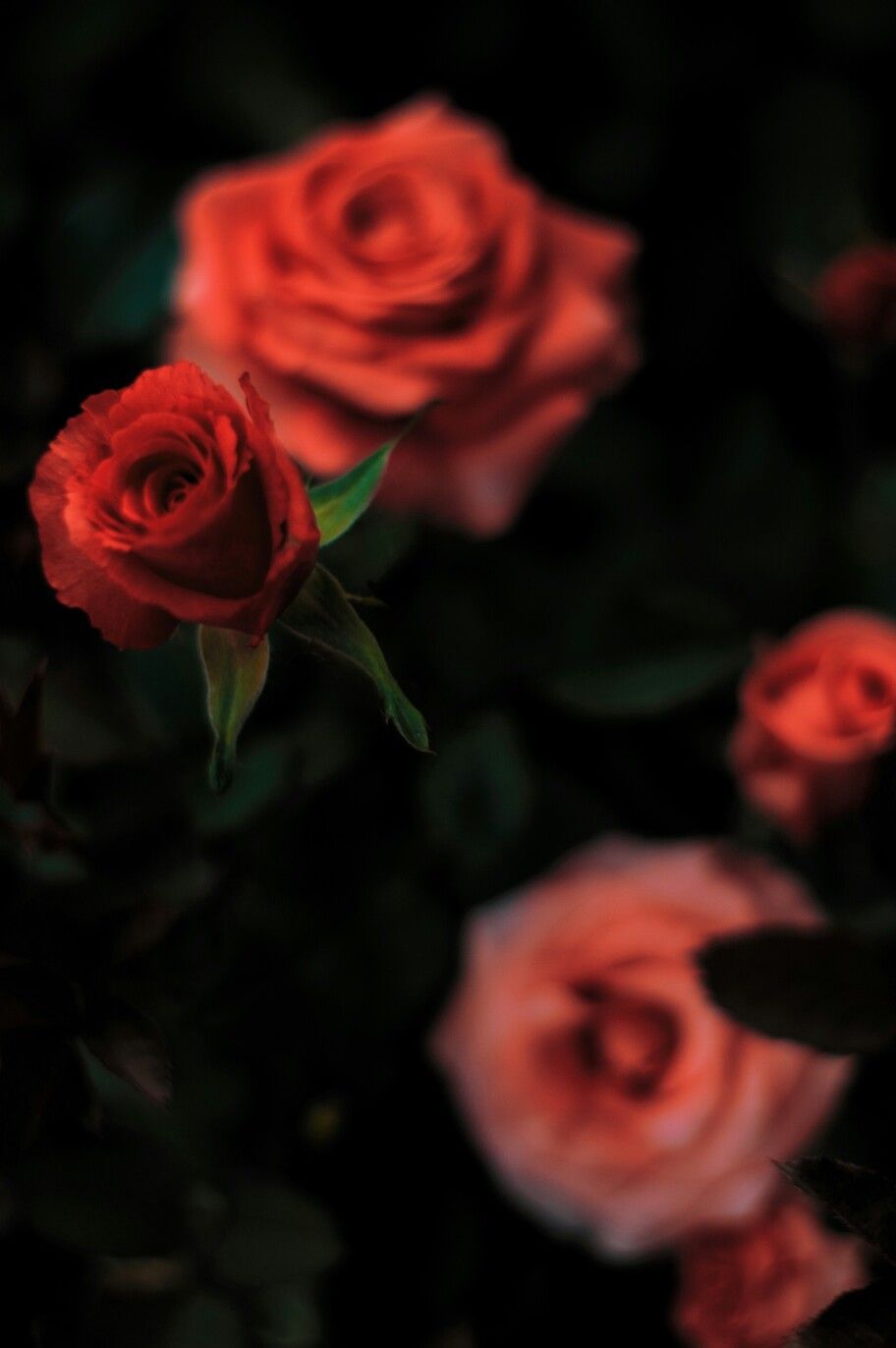 Rose rosse su sfondo scuro, 912x1372 Full HD Verticale, iPhone