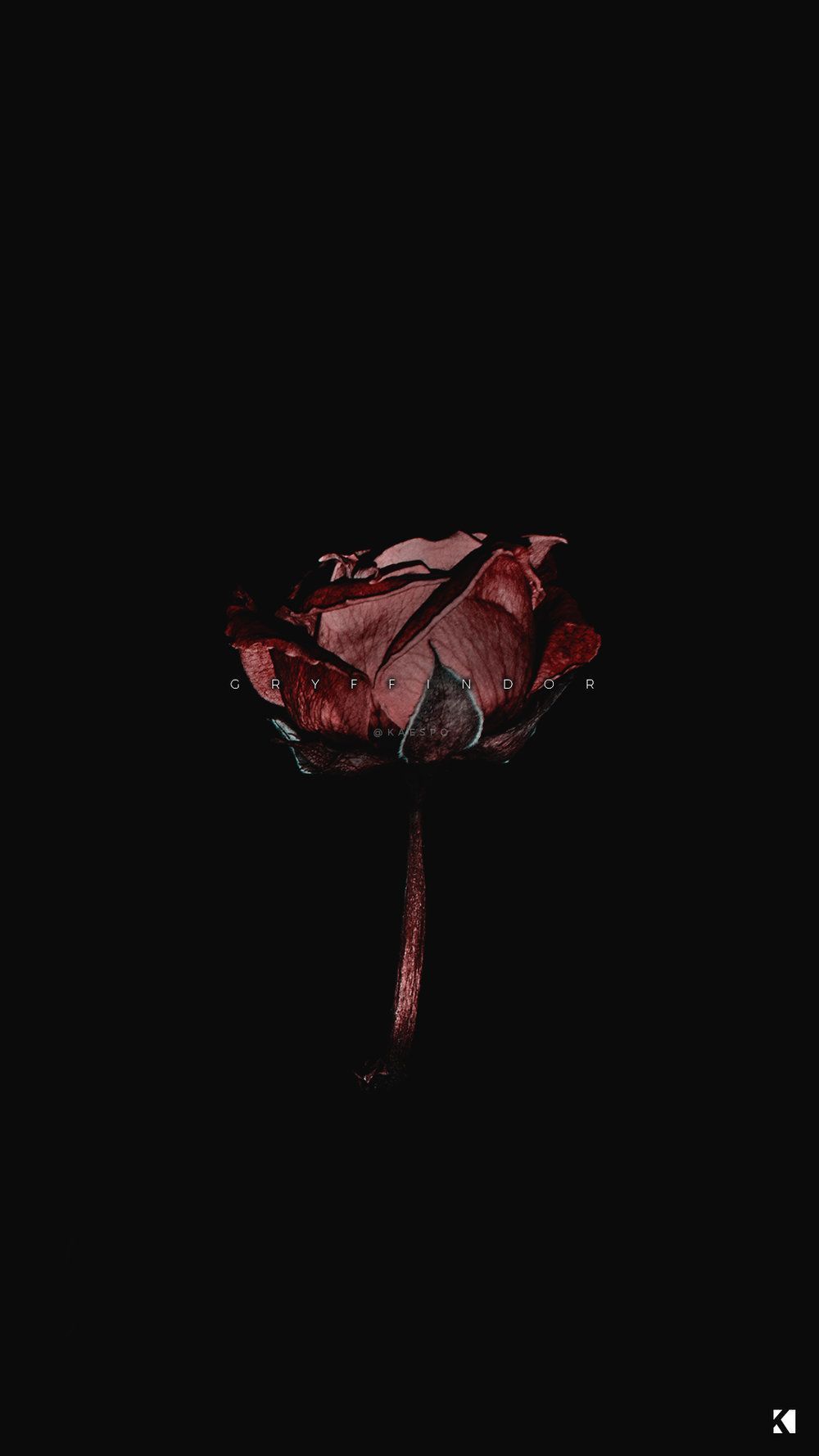 Rose bianche appassite bianco e nero, 1280x720 HD, Desktop