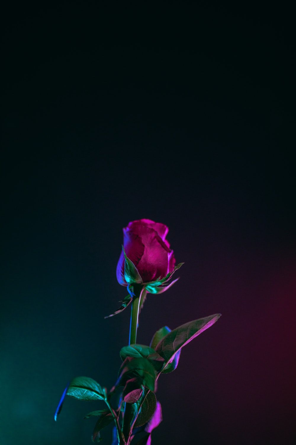 Fiori blu appassiti su stelo, 910x1365 Full HD Verticale, Realme