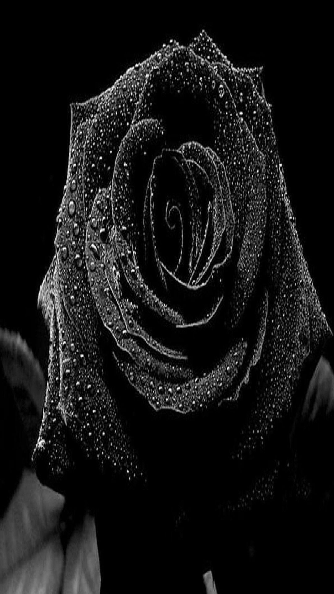 Rosa nera con gocce d'acqua, 1080x1920 Verticale, iPhone Air