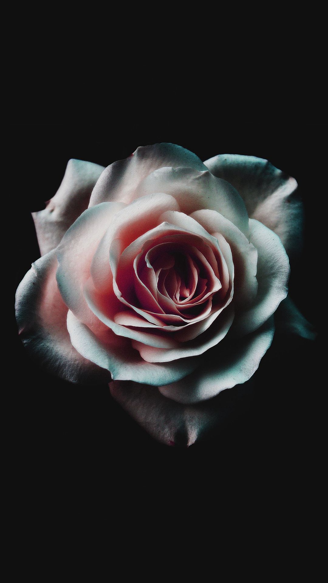 Rosa rosa su nero, 1080x1920 Verticale, iPhone