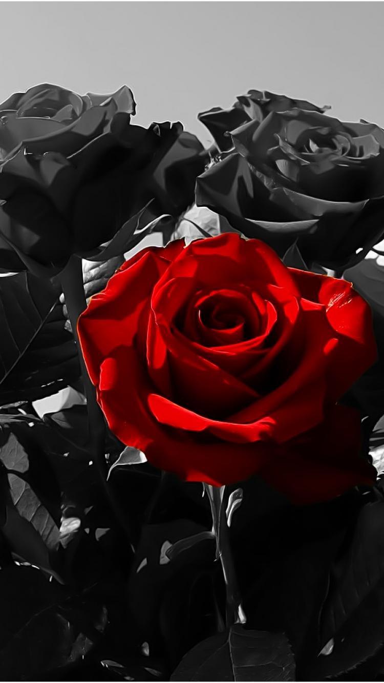 Rosa rossa tra rose nere, 750x1334 Full HD Verticale, iPhone Air