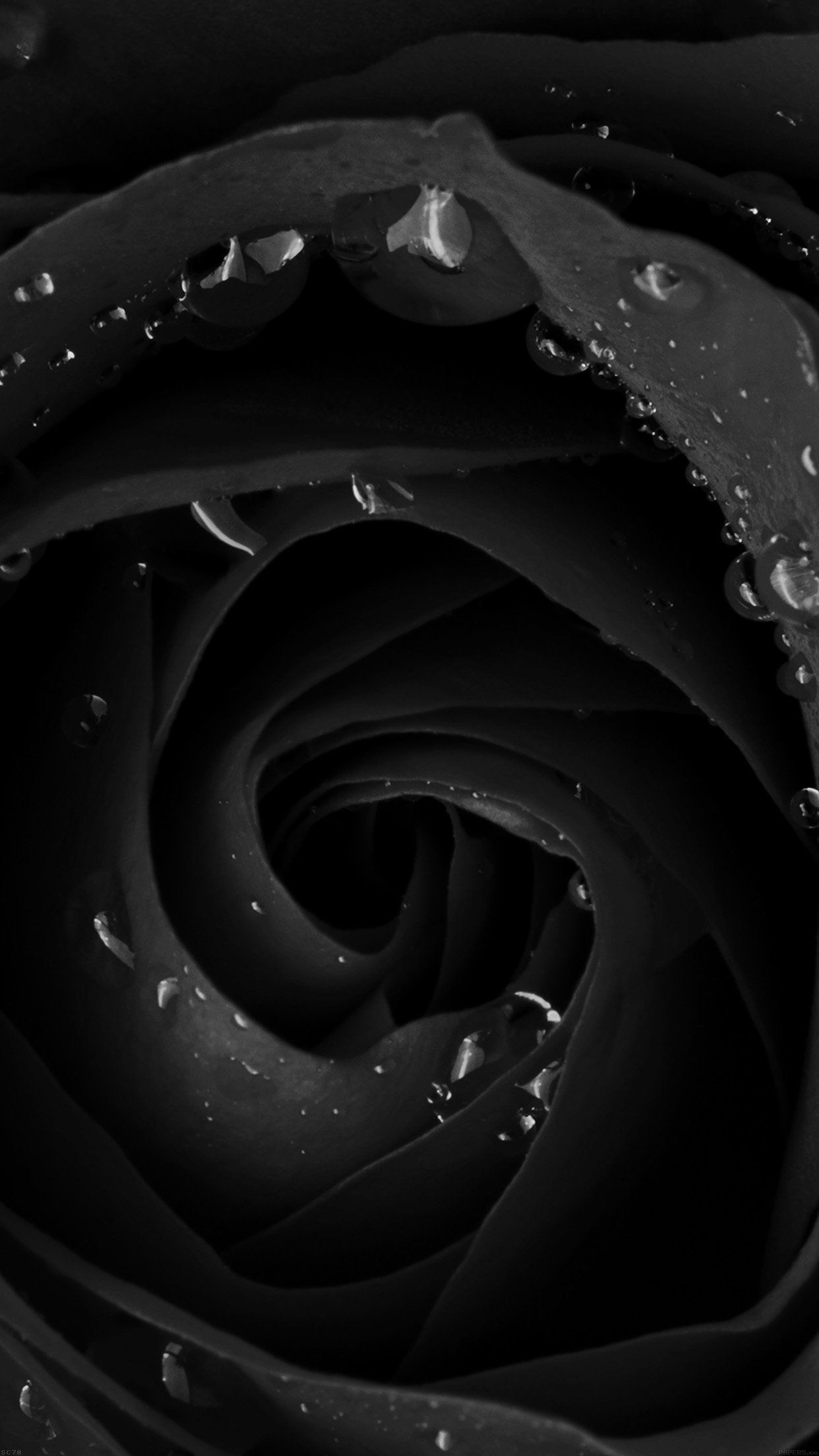 Rosa nera con gocce d'acqua, 1242x2208 Full HD Verticale, iPhone Pro Max