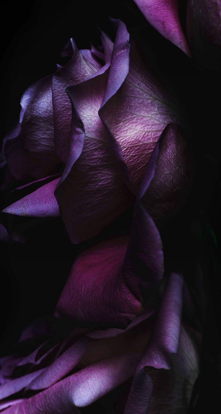 Rosa scura primo piano, 744x1392 Verticale, iPhone Pro Max
