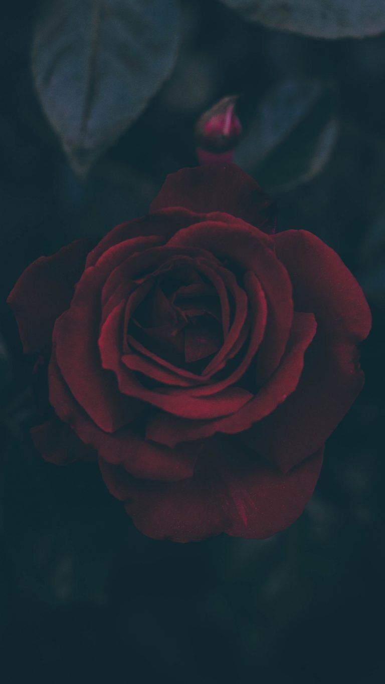 Rosa rossa scura sfondo nero, 768x1365 Verticale, iPhone Plus