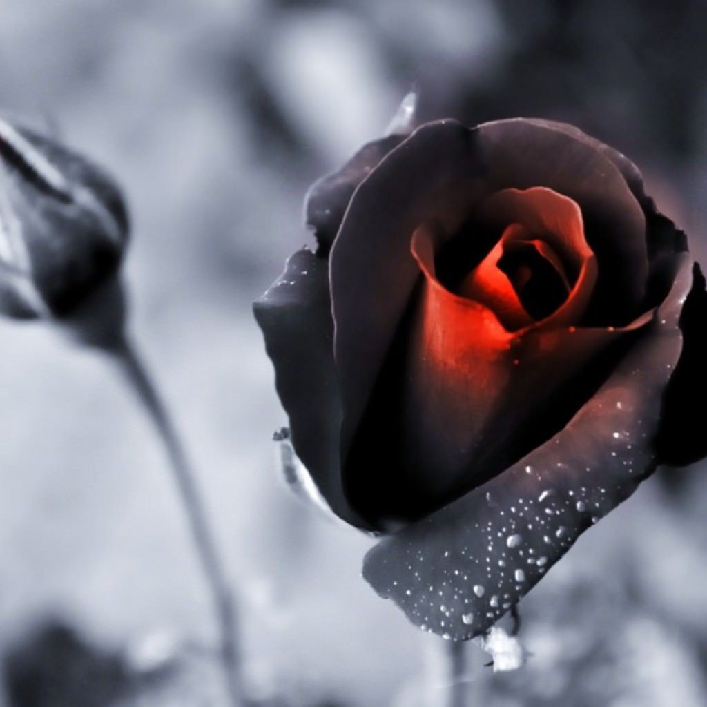 Rosa nera con centro rosso, 1024x1024 HD, Laptop
