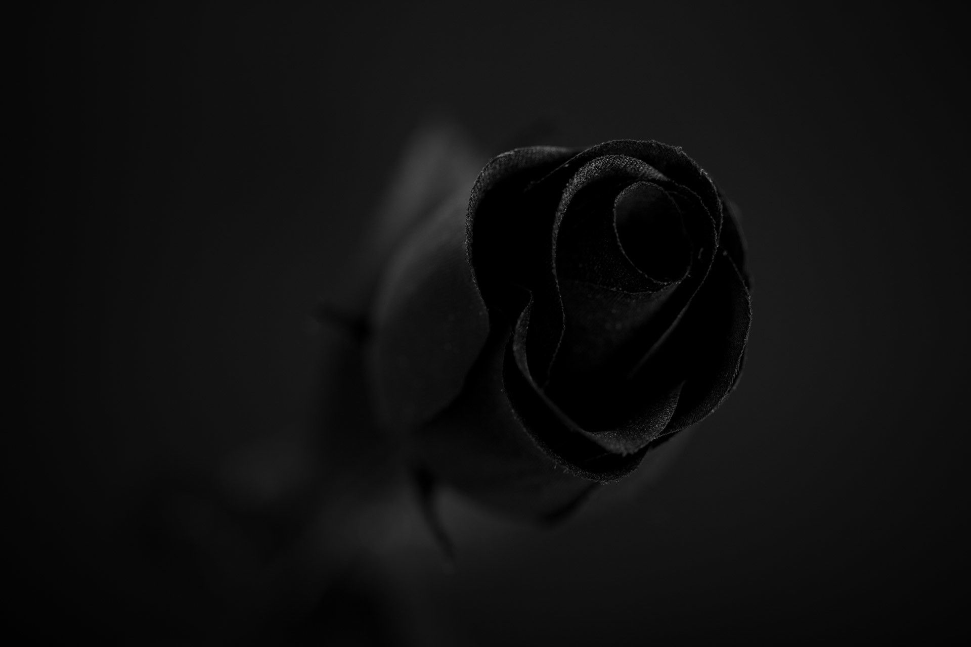 Rosa nera scura, 1920x1280 Full HD+ WUXGA, iMac
