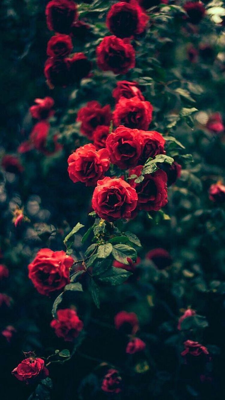 Rose rosse su sfondo scuro, 750x1334 Verticale, iPhone Air