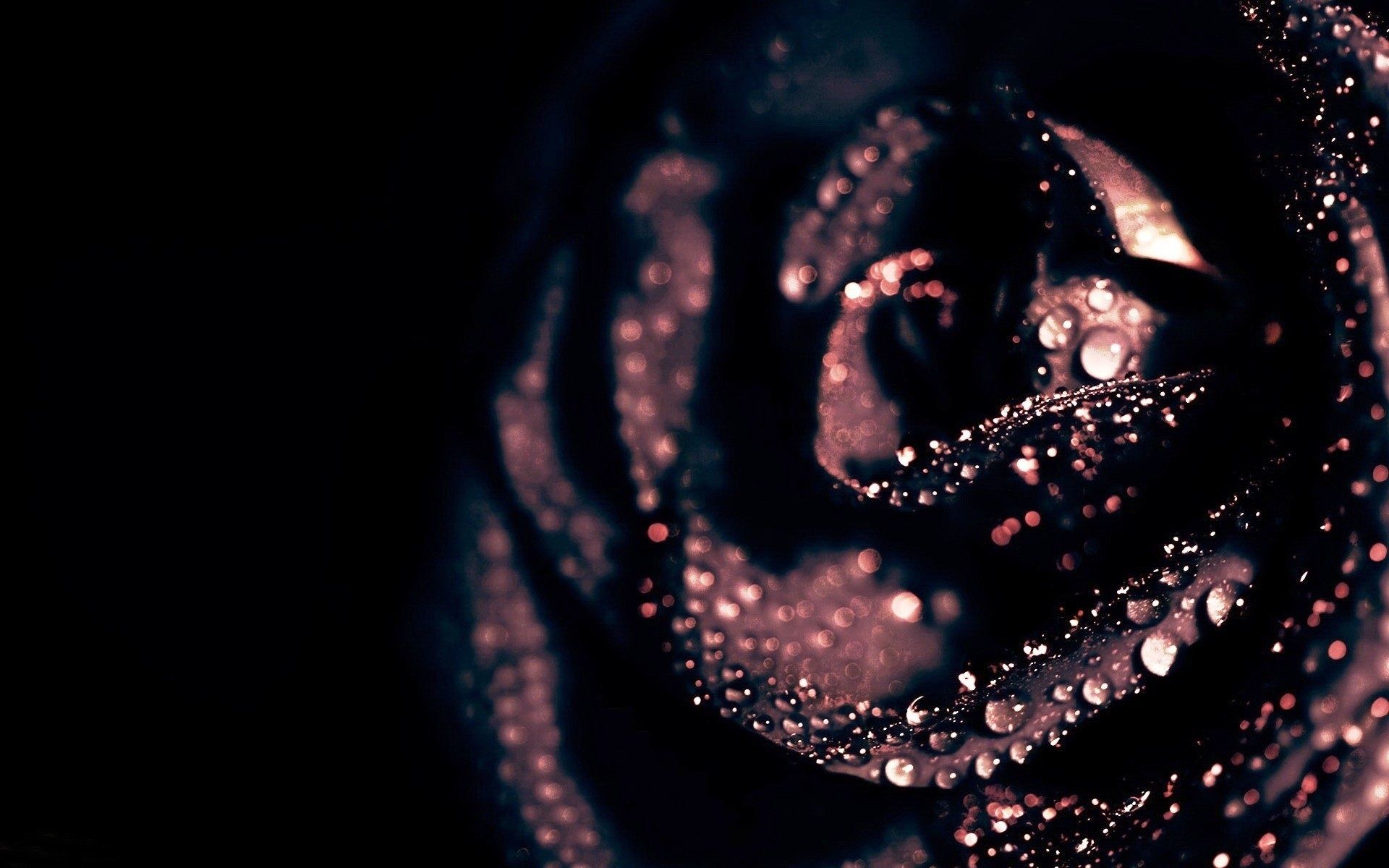 Rosa blu su nero, 750x1334 Full HD Verticale, iPhone Plus