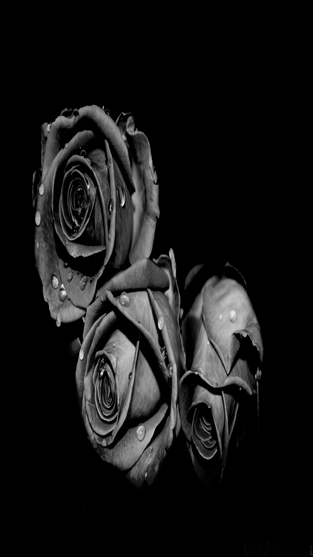 Rose nere con gocce d'acqua, 1080x1920 Verticale, iPhone Air