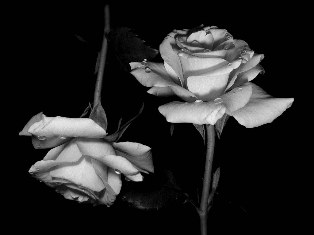 Rose bianche e nere, 1024x768 HD, PC