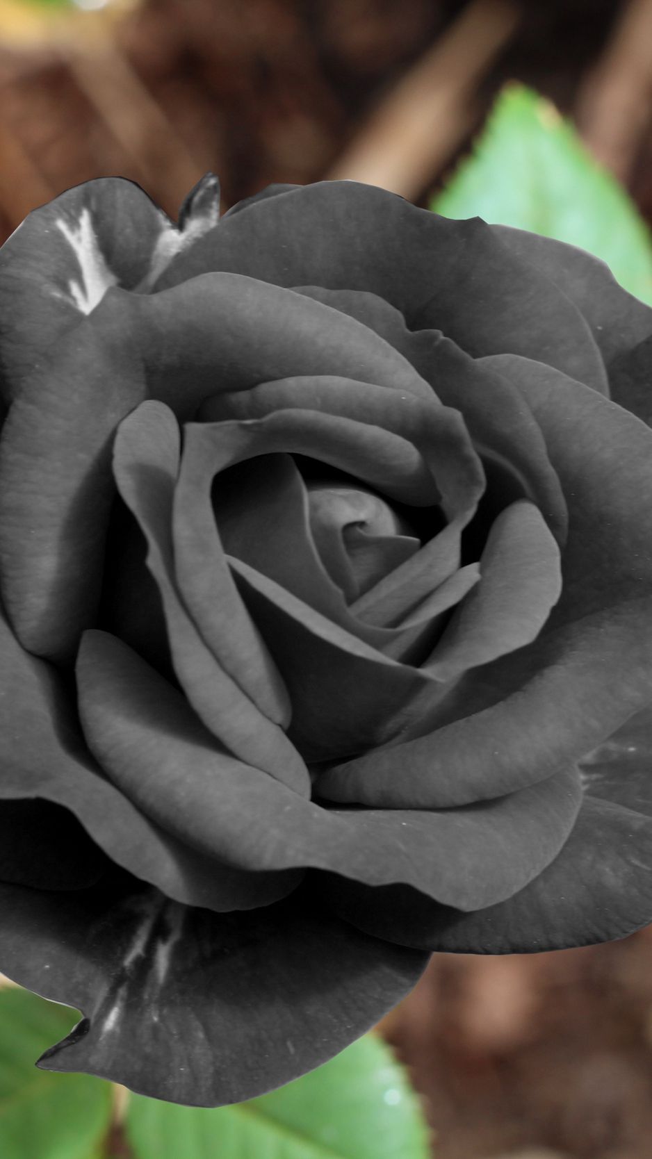 Rose bianche su nero, 6720x4480 Ultra HD, 4K TV