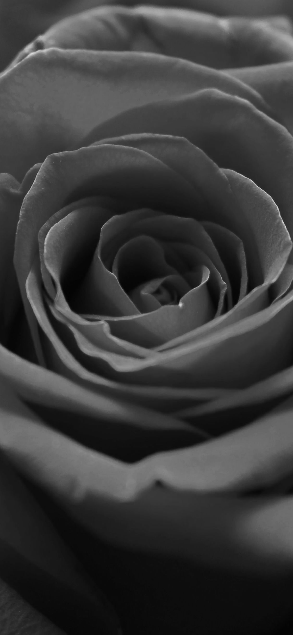 Rosa nera in primo piano, 1125x2436 Verticale, iPhone