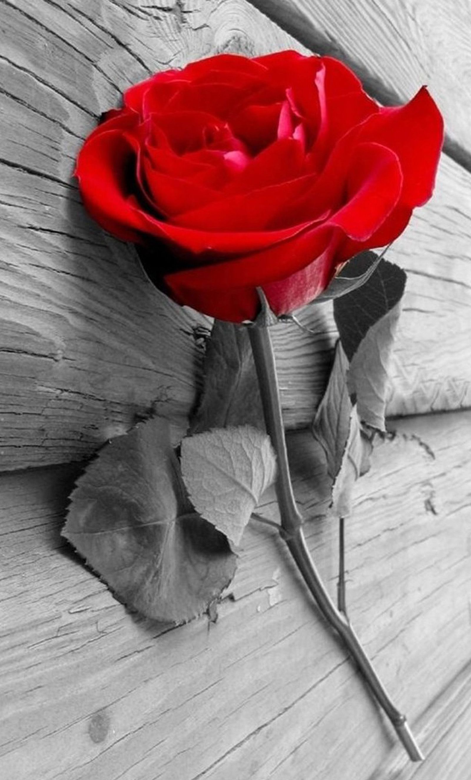 Rosa nera fiore, 938x1668 Verticale, iPhone Pro