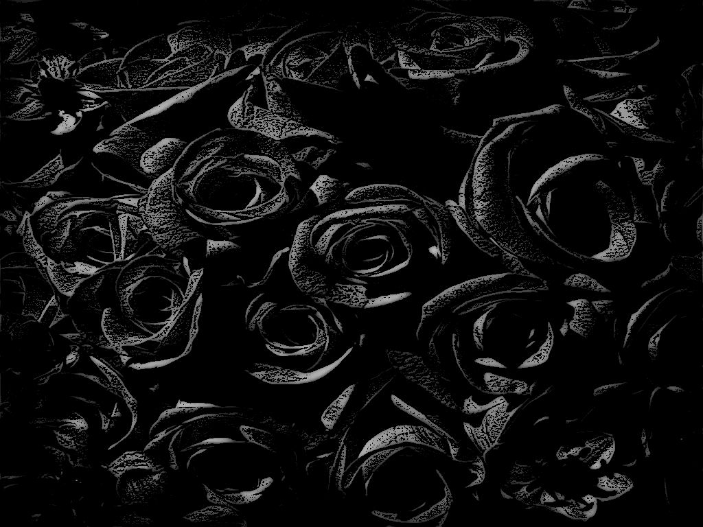 Rose nere sfondo scuro, 1024x768 HD, Desktop