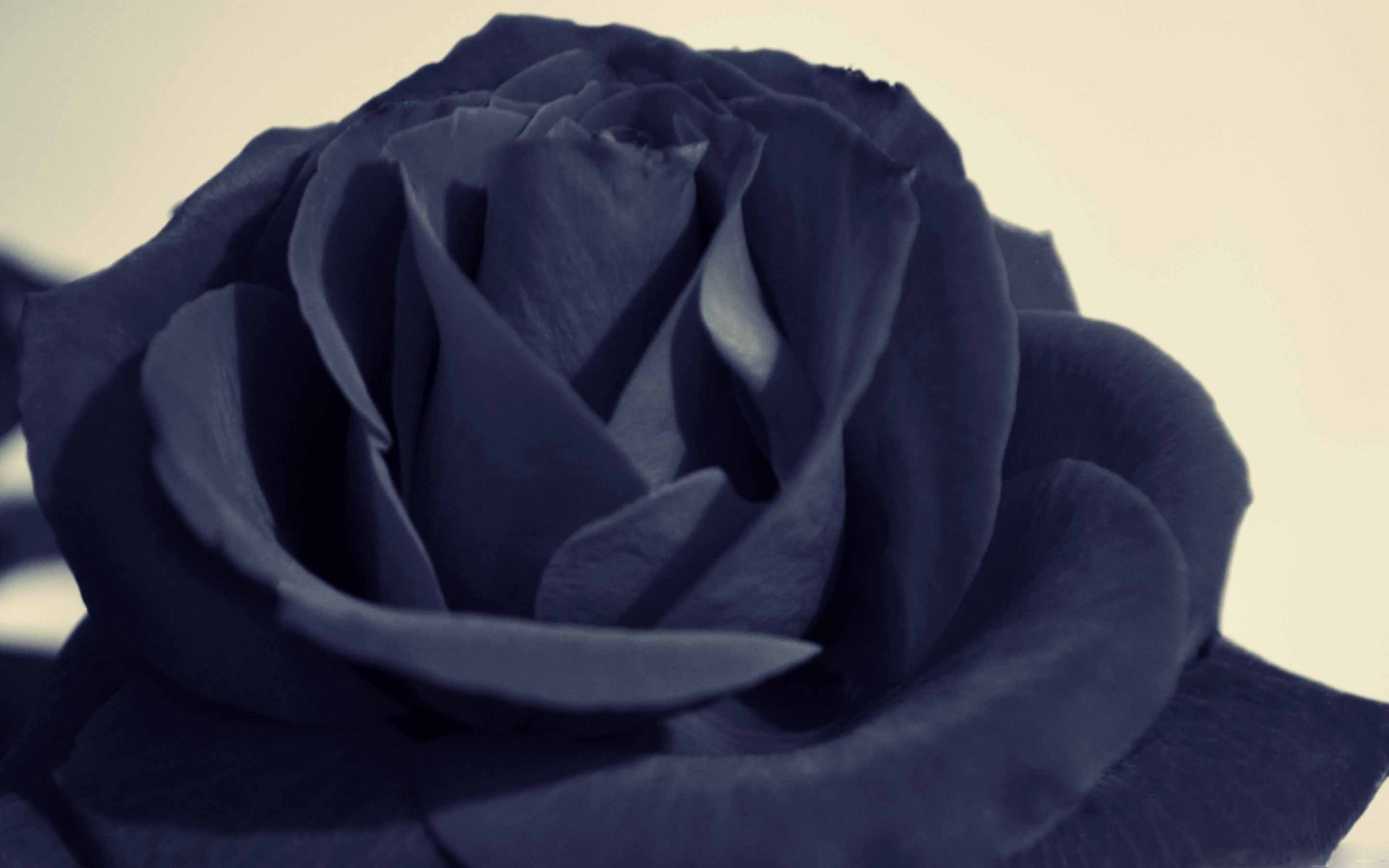 Rose bianche e nere bouquet, 1080x1920 Verticale, iPhone