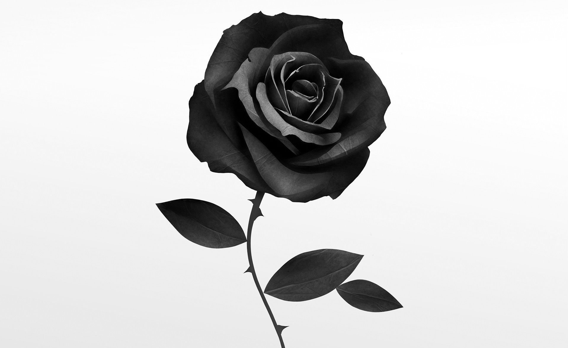Rose rosse su sfondo scuro, 1280x1707 Verticale, iPhone Pro Max