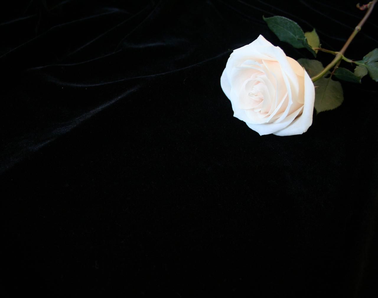 Rosa nera in primo piano, 2560x1600 2K+, Desktop