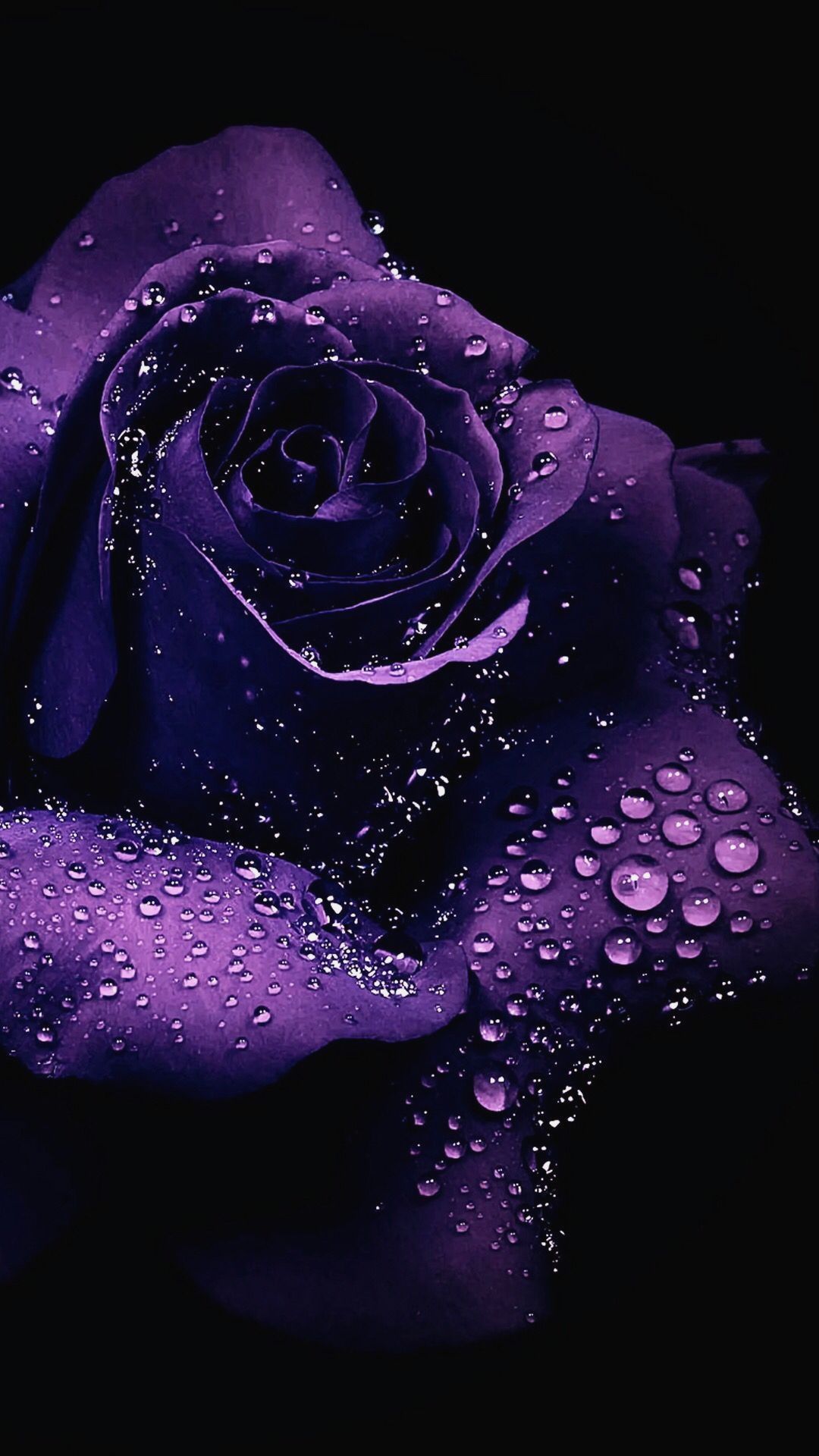 Rosa viola con gocce d'acqua, 1080x1920 Verticale, iPhone Plus