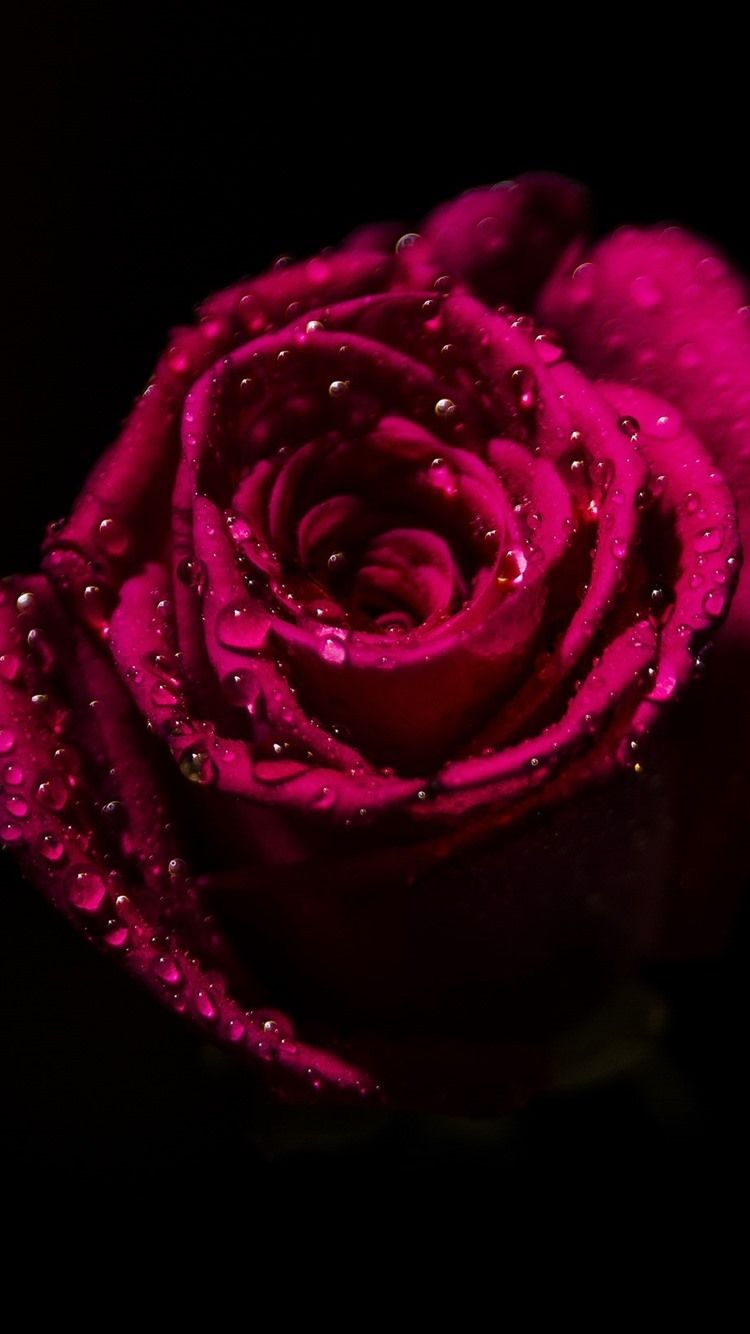 Rosa rossa con gocce d'acqua, 750x1334 Full HD Verticale, iPhone