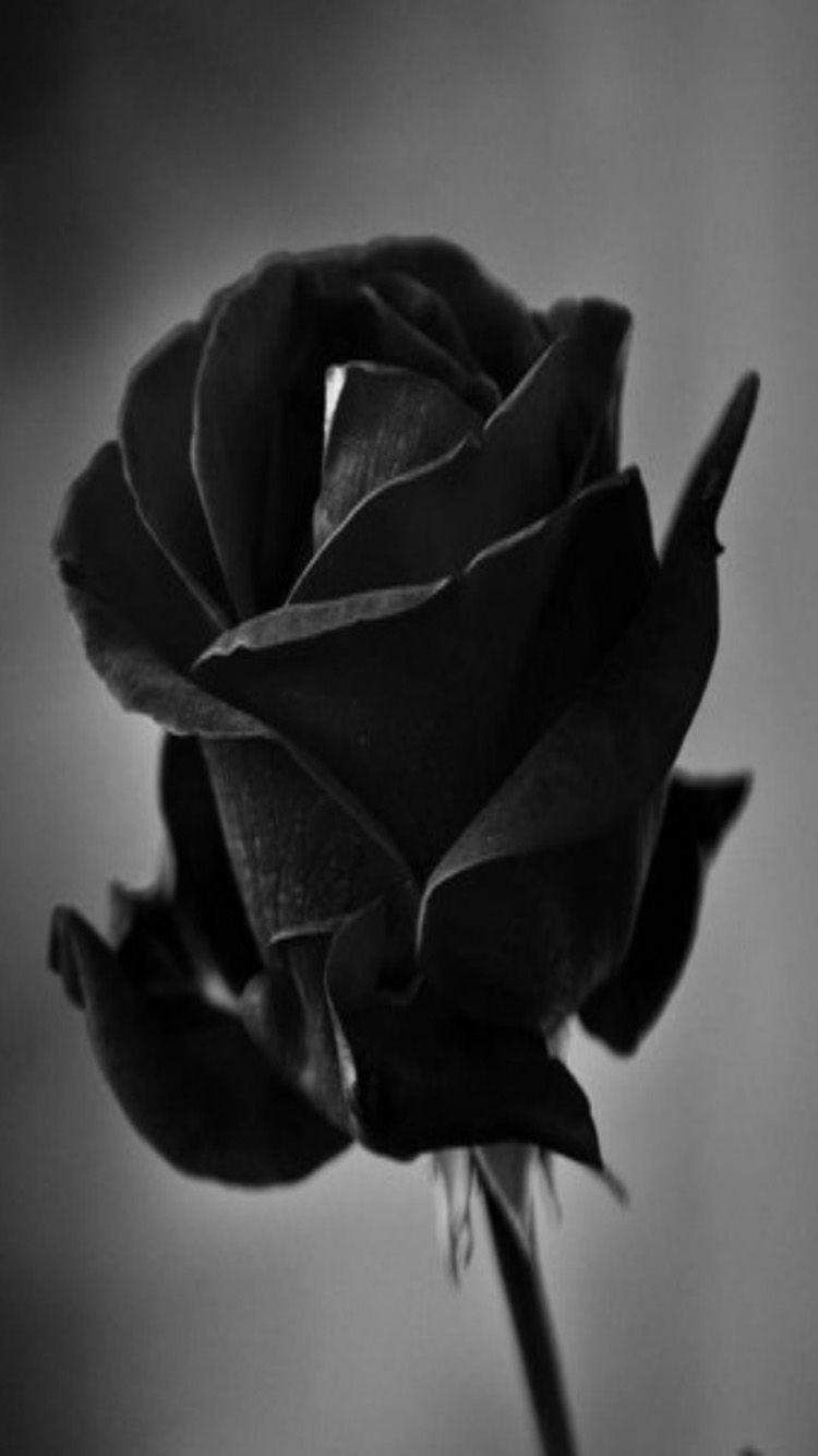Rosa nera in bianco e nero, 750x1334 Verticale, iPhone