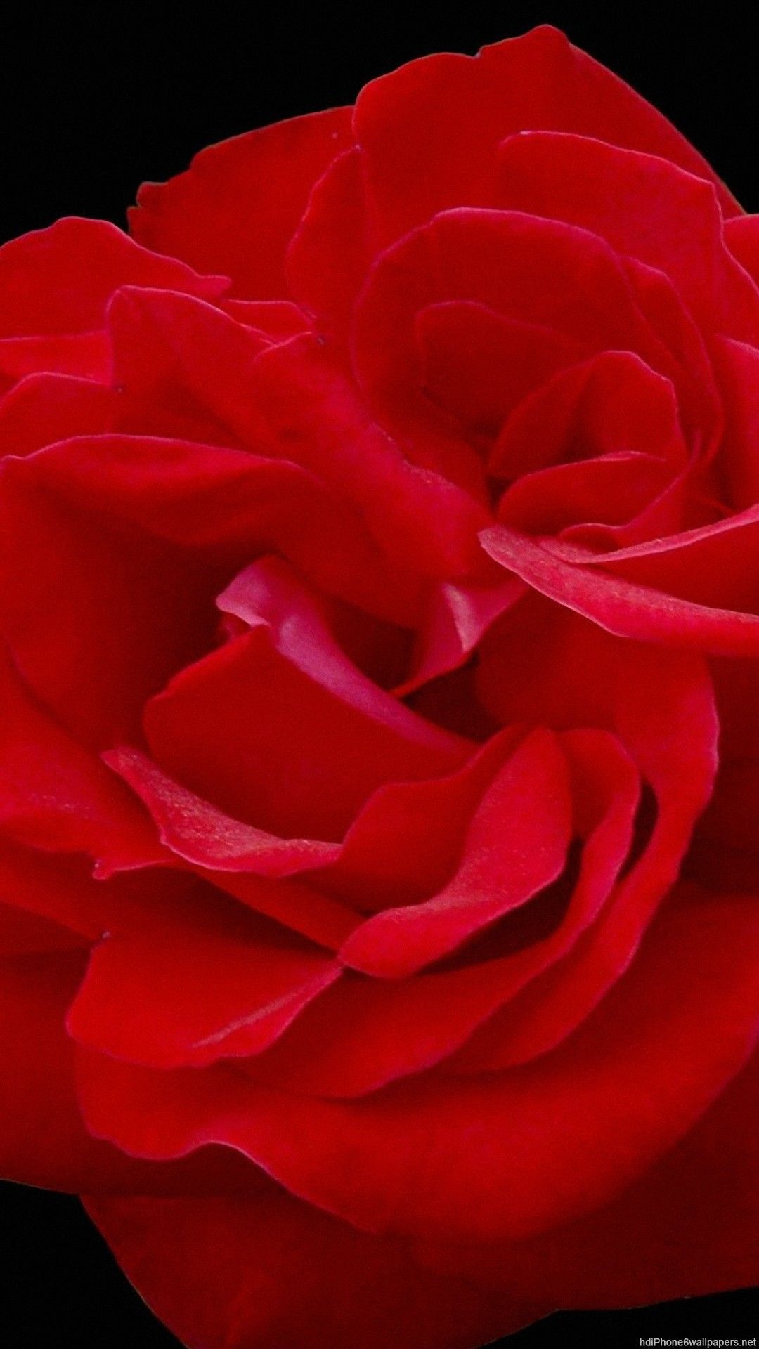 Rosa rossa su violino, 1242x2688 Full HD Verticale, iPhone Pro