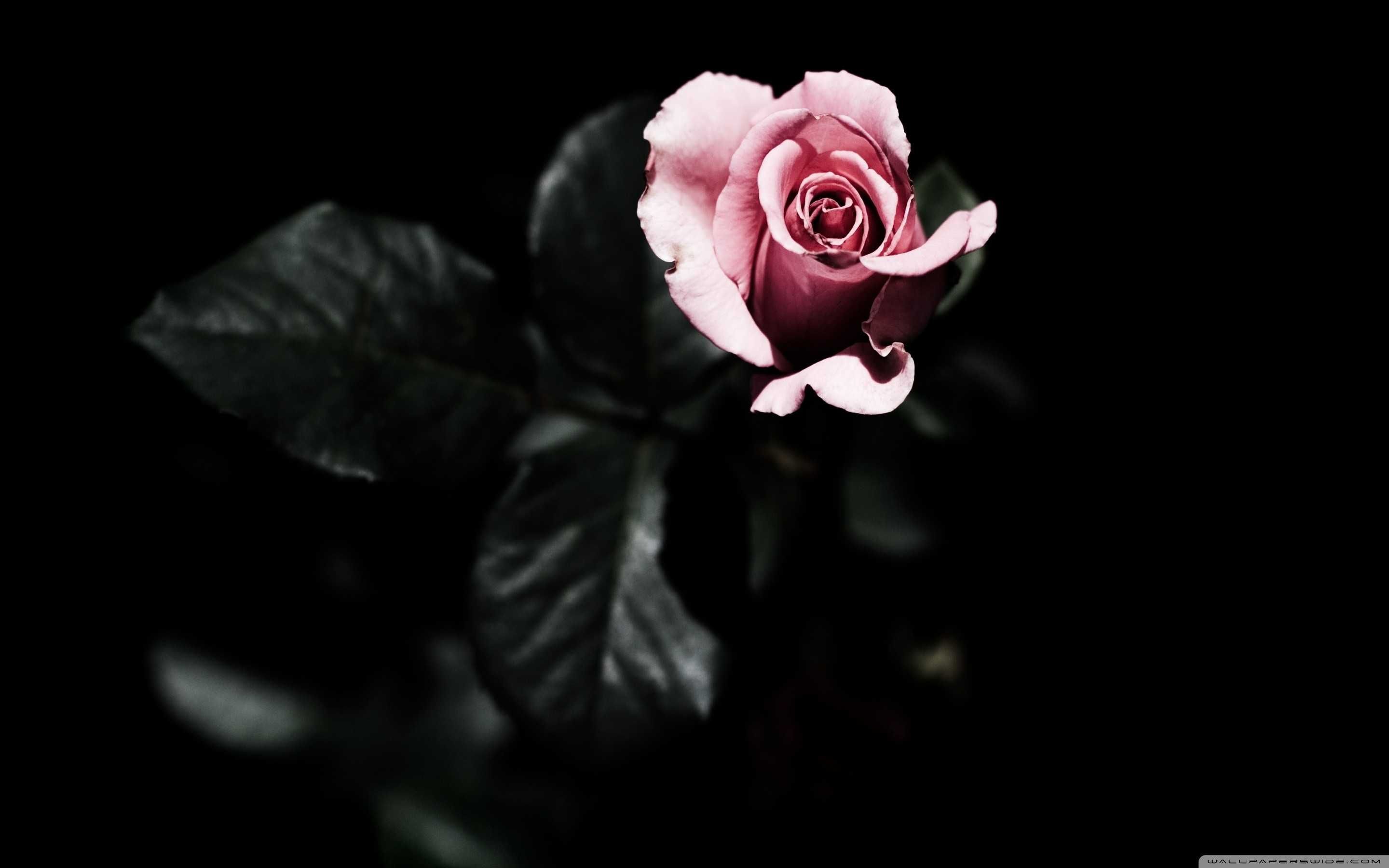 Rosa rosa su sfondo nero, 2880x1800 2K+, Desktop