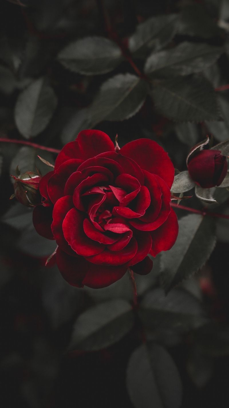 Rose bianche su sfondo nero, 1000x1500 Full HD Verticale, iPhone Air