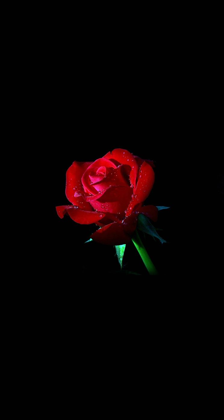 Fiore bianco su nero, 1398x2592 Verticale, iPhone Plus