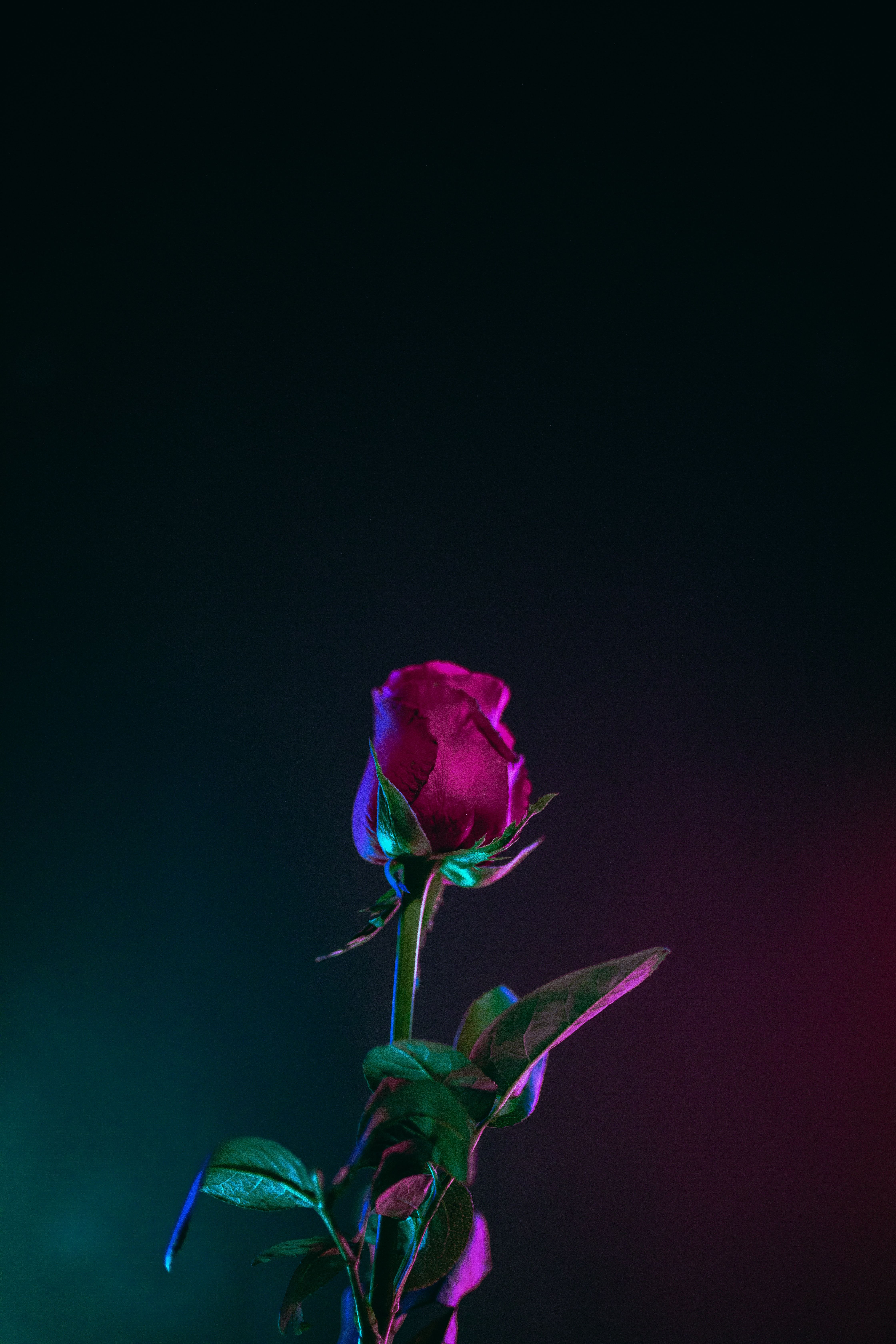 Rosa bianca e rossa scure, 2880x1800 2K, Laptop