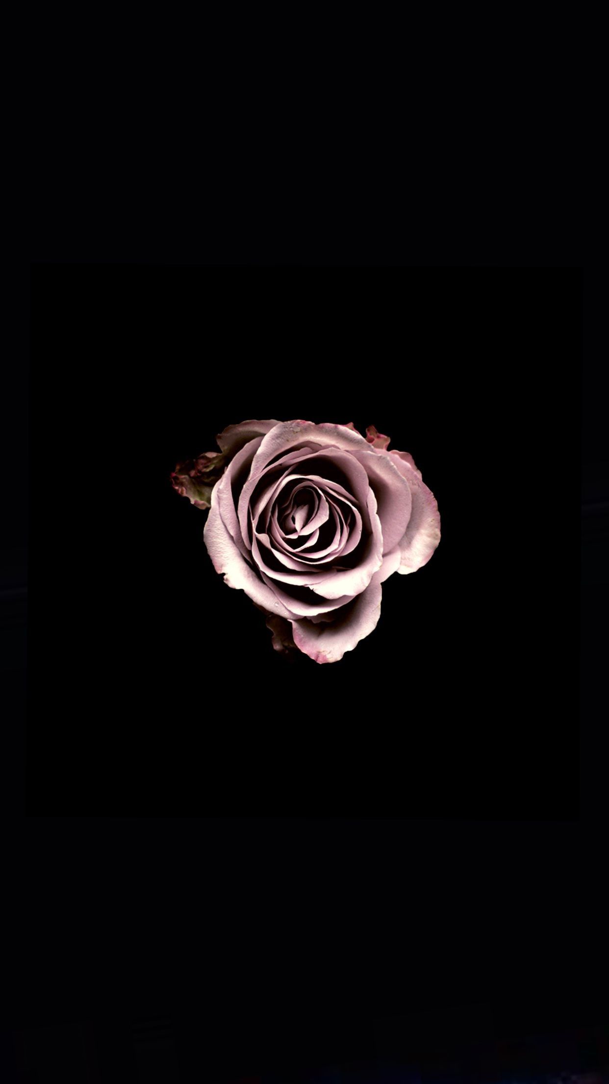 Rosa rosa su nero, 1242x2208 Full HD Verticale, iPhone Pro