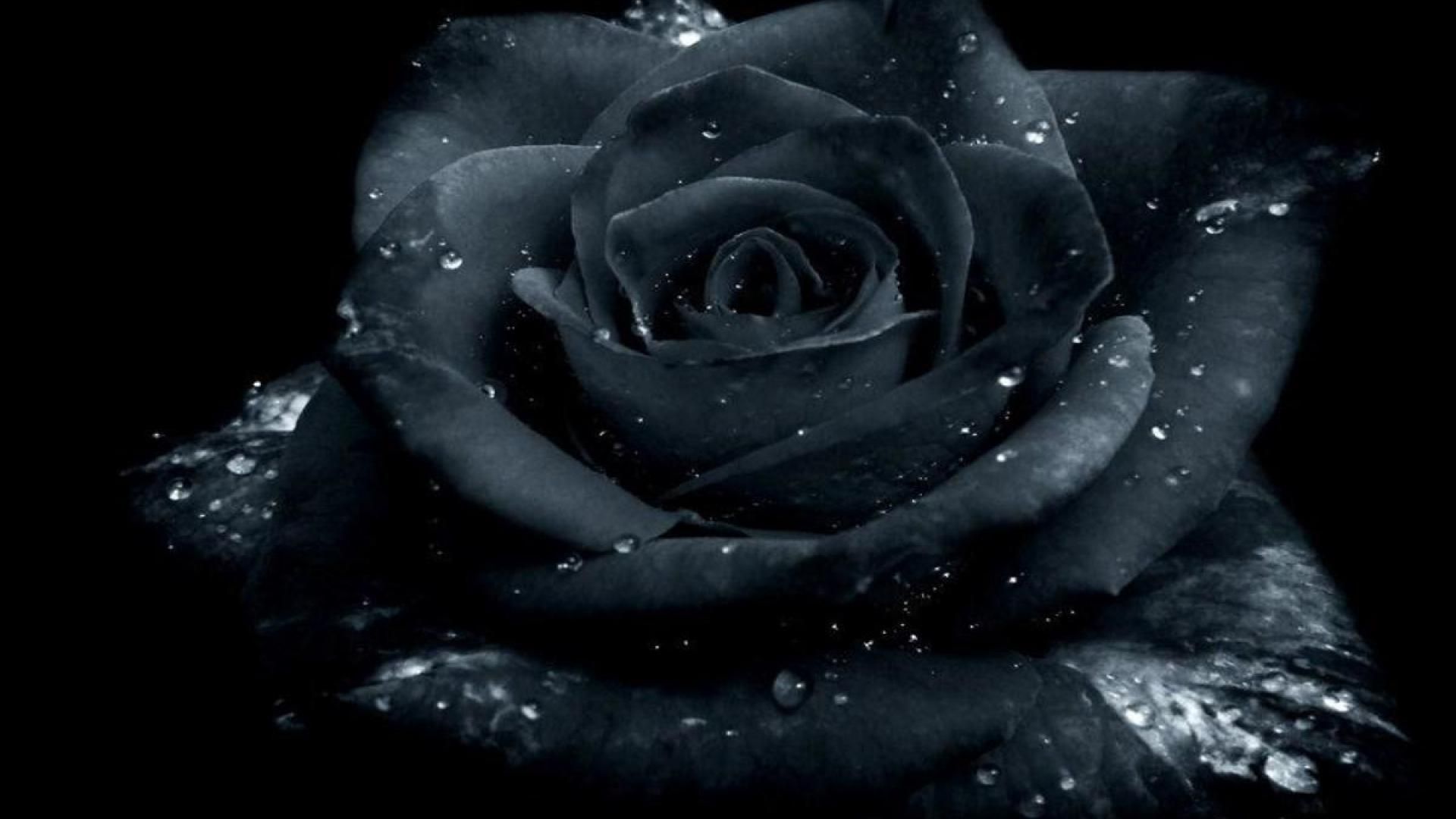 Rosa nera con gocce d'acqua, 1920x1080 1080p, Laptop