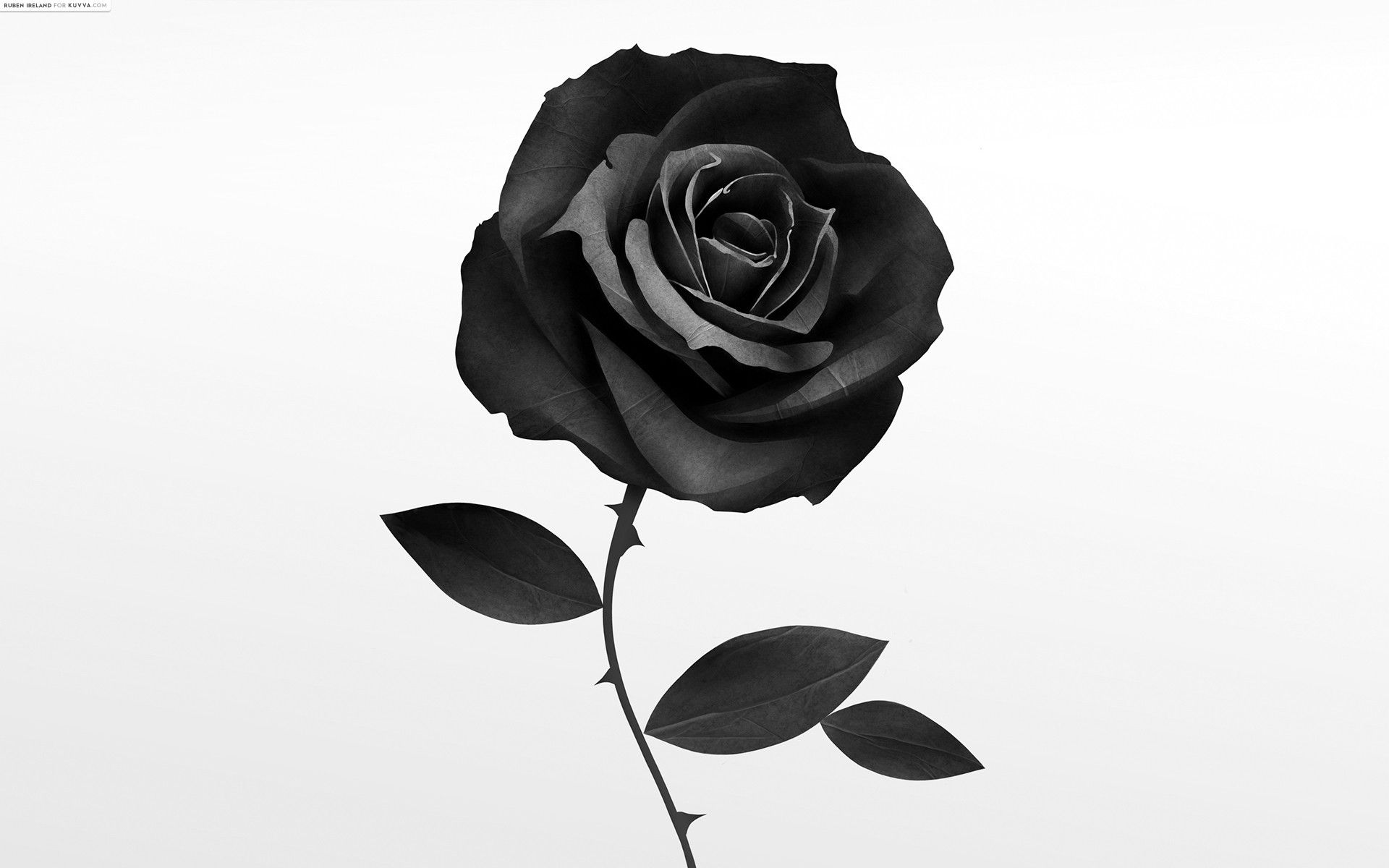 Rosa nera con foglie, 1920x1200 Full HD+ WUXGA, PC