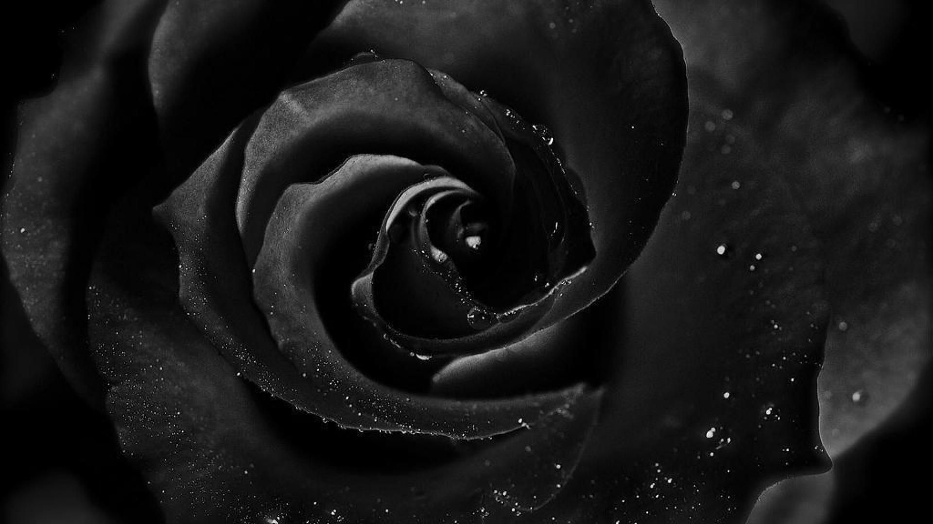 Rosa nera con gocce, 1920x1080 Full HD, Laptop