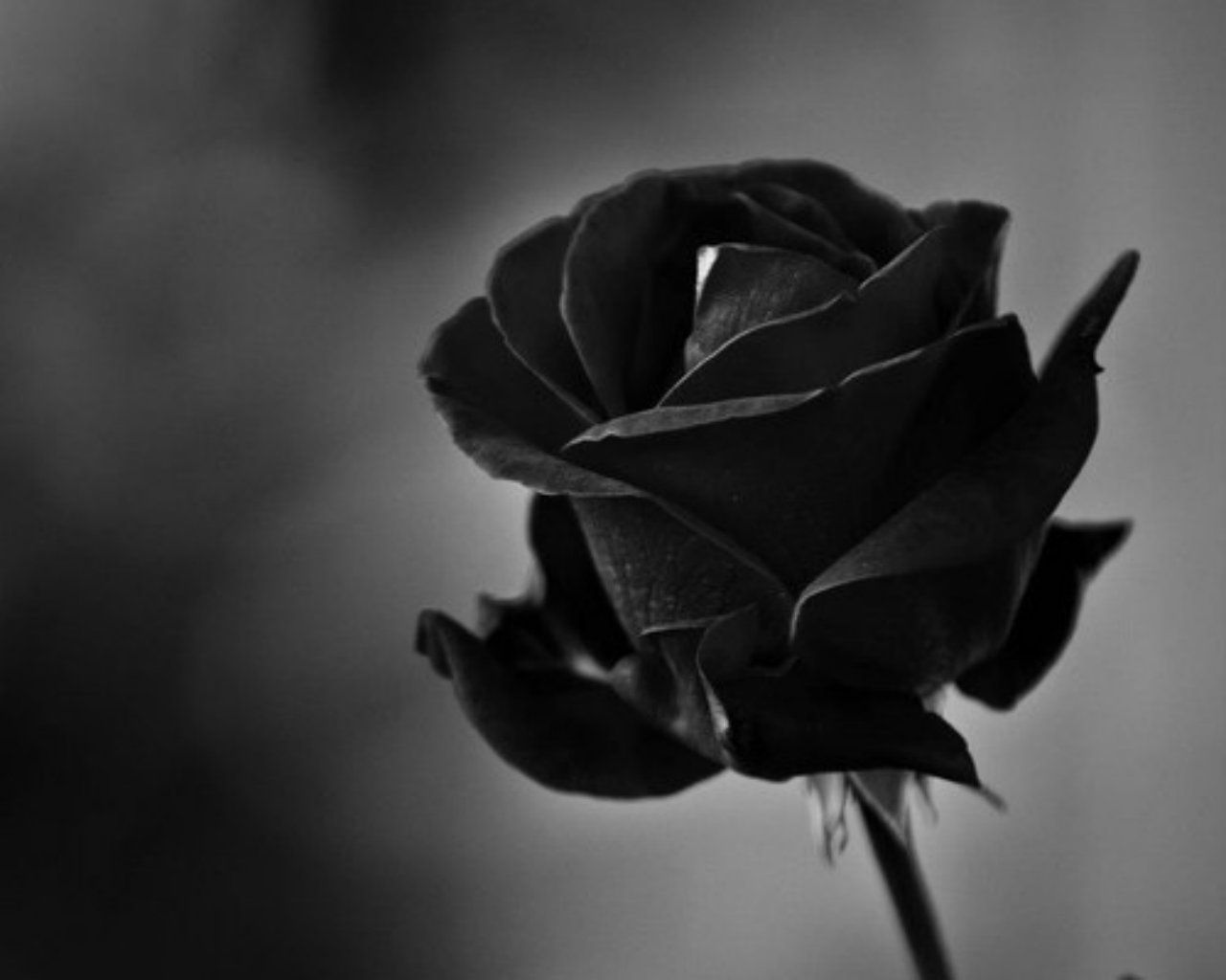 Rosa nera in bianco e nero, 1280x1024 720p, Acer Nitro