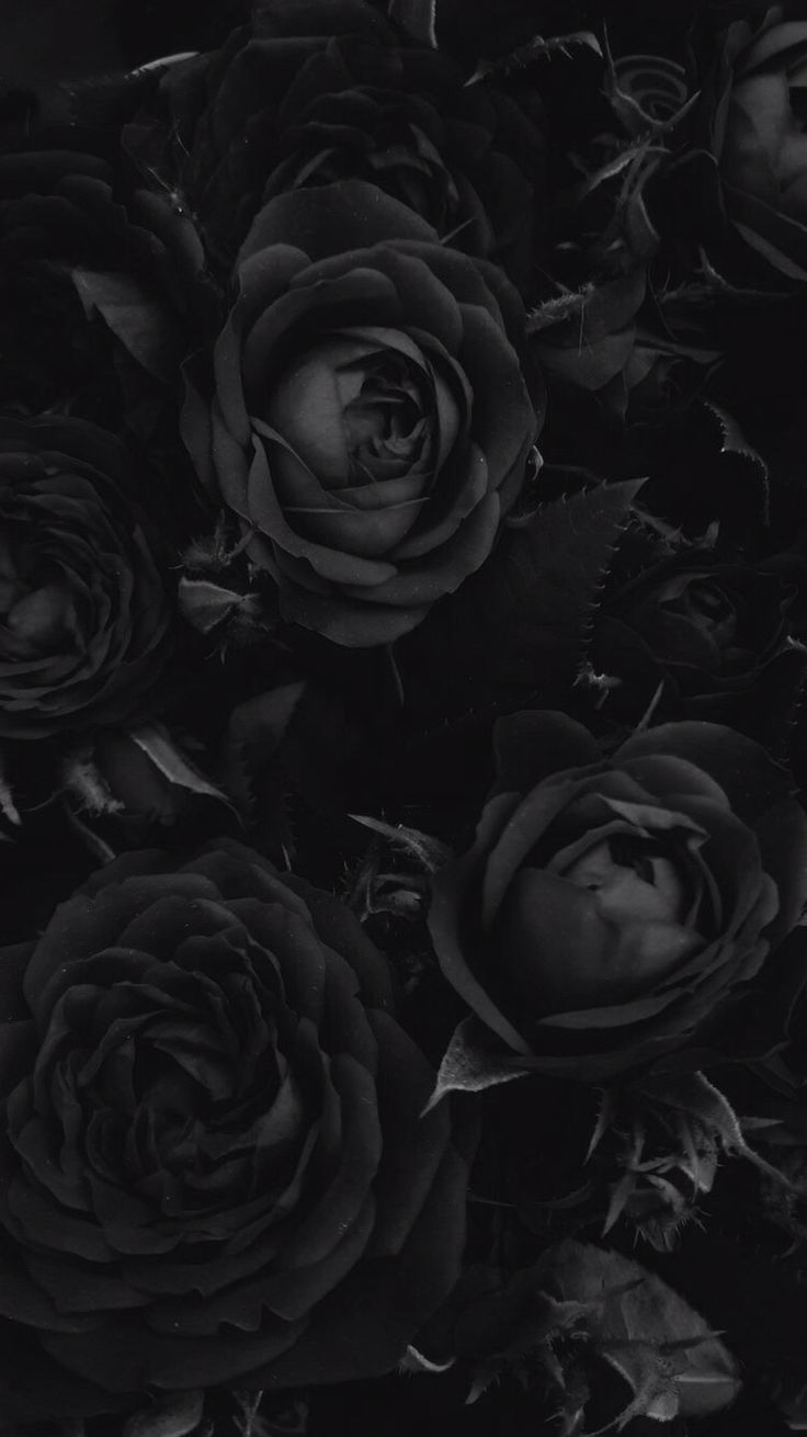 Rose nere in ombra, 736x1310 Verticale, Telefono