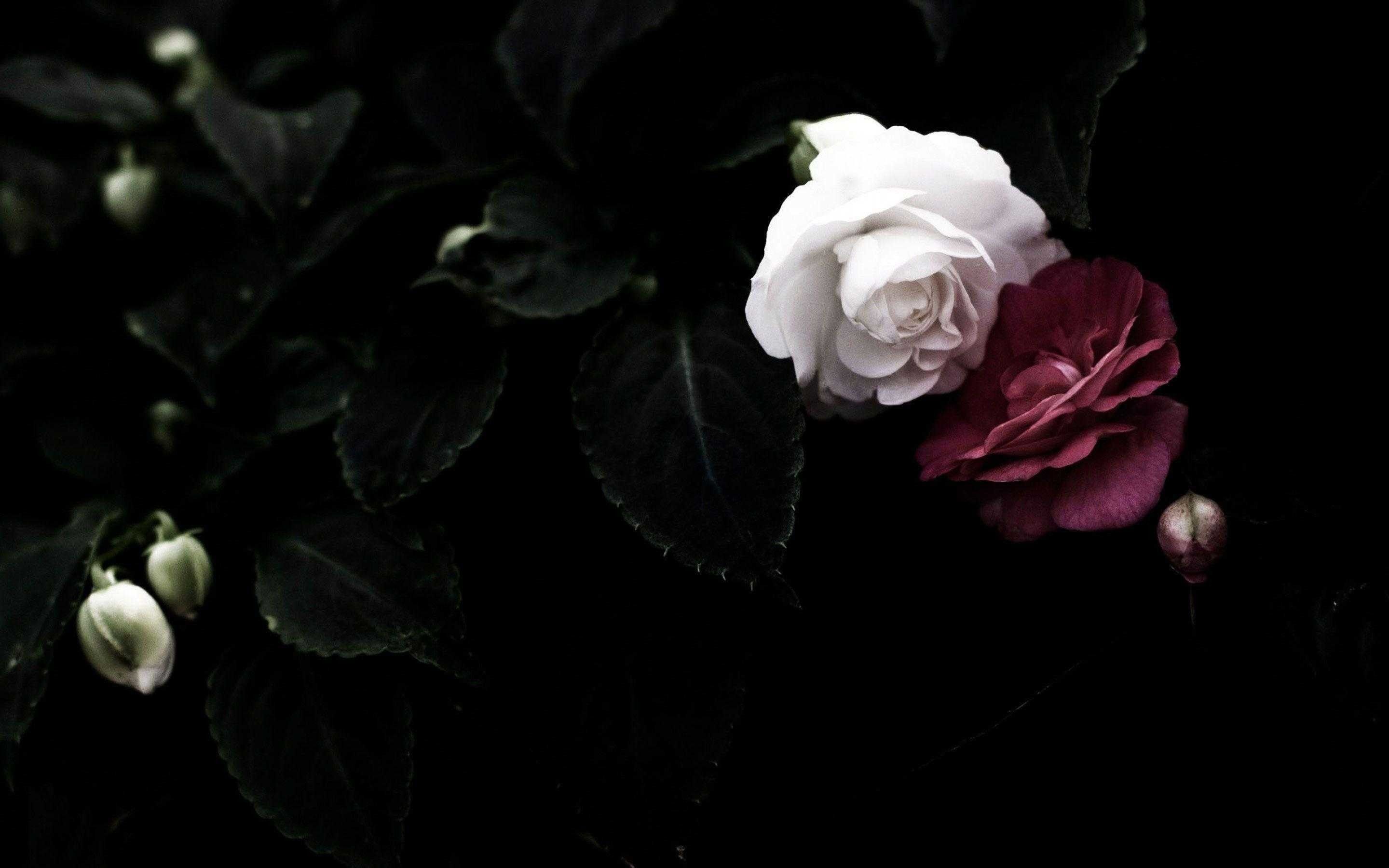 Rosa bianca e rossa scure, 2880x1800 2K+, MacBook Pro