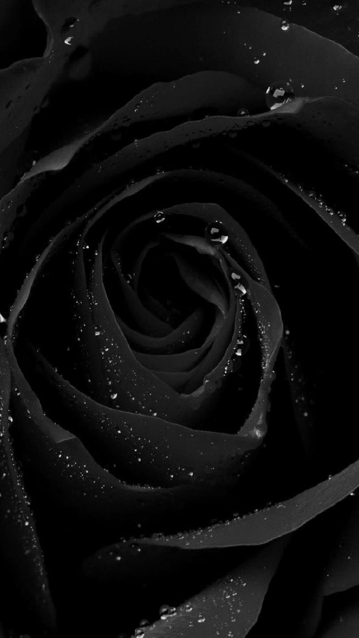 Rosa nera con gocce, 736x1308 Full HD Verticale, iPhone
