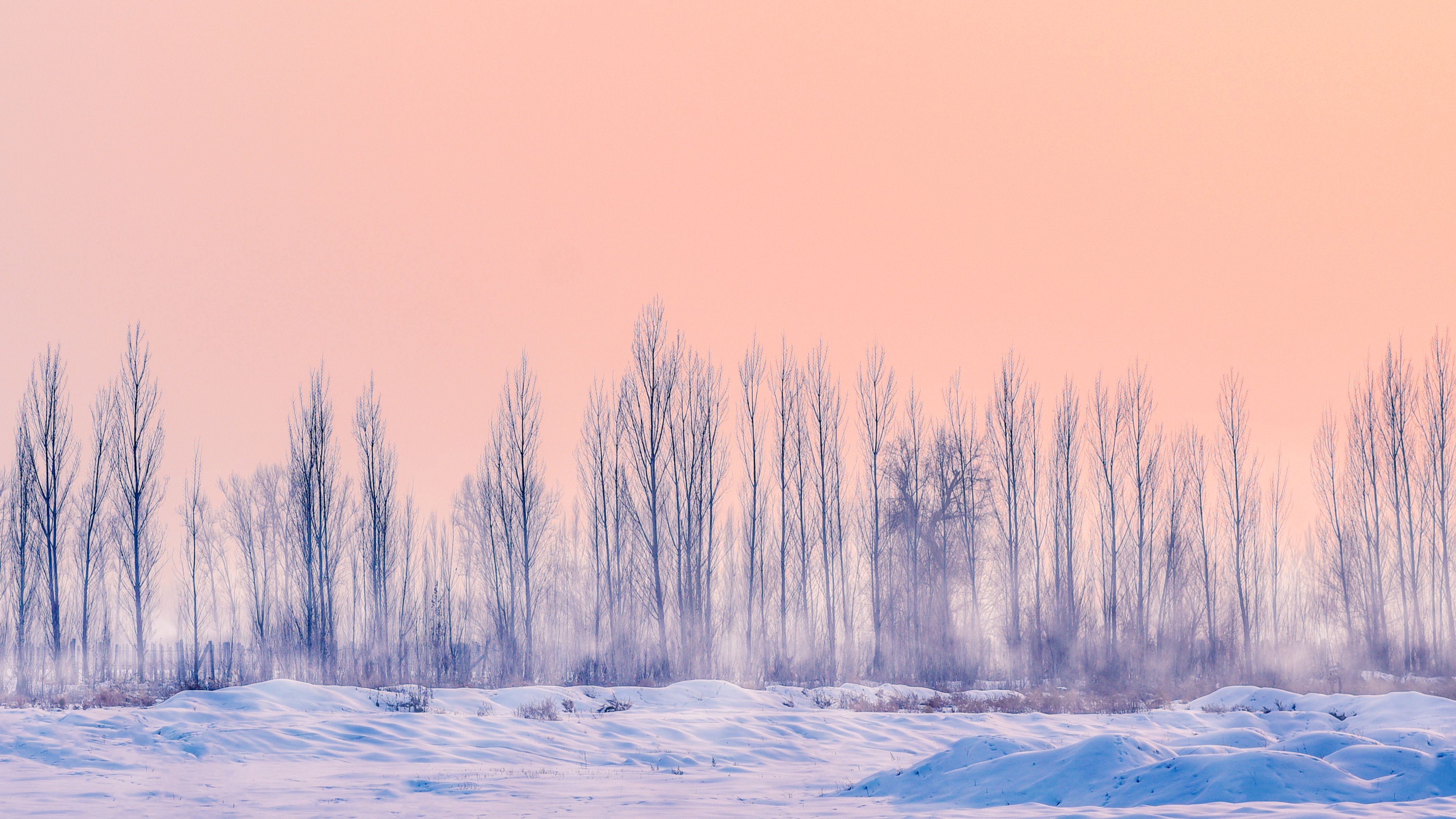 Alberi spogli neve tramonto, 4199x2362 4K Ultra HD, Monitor 4K