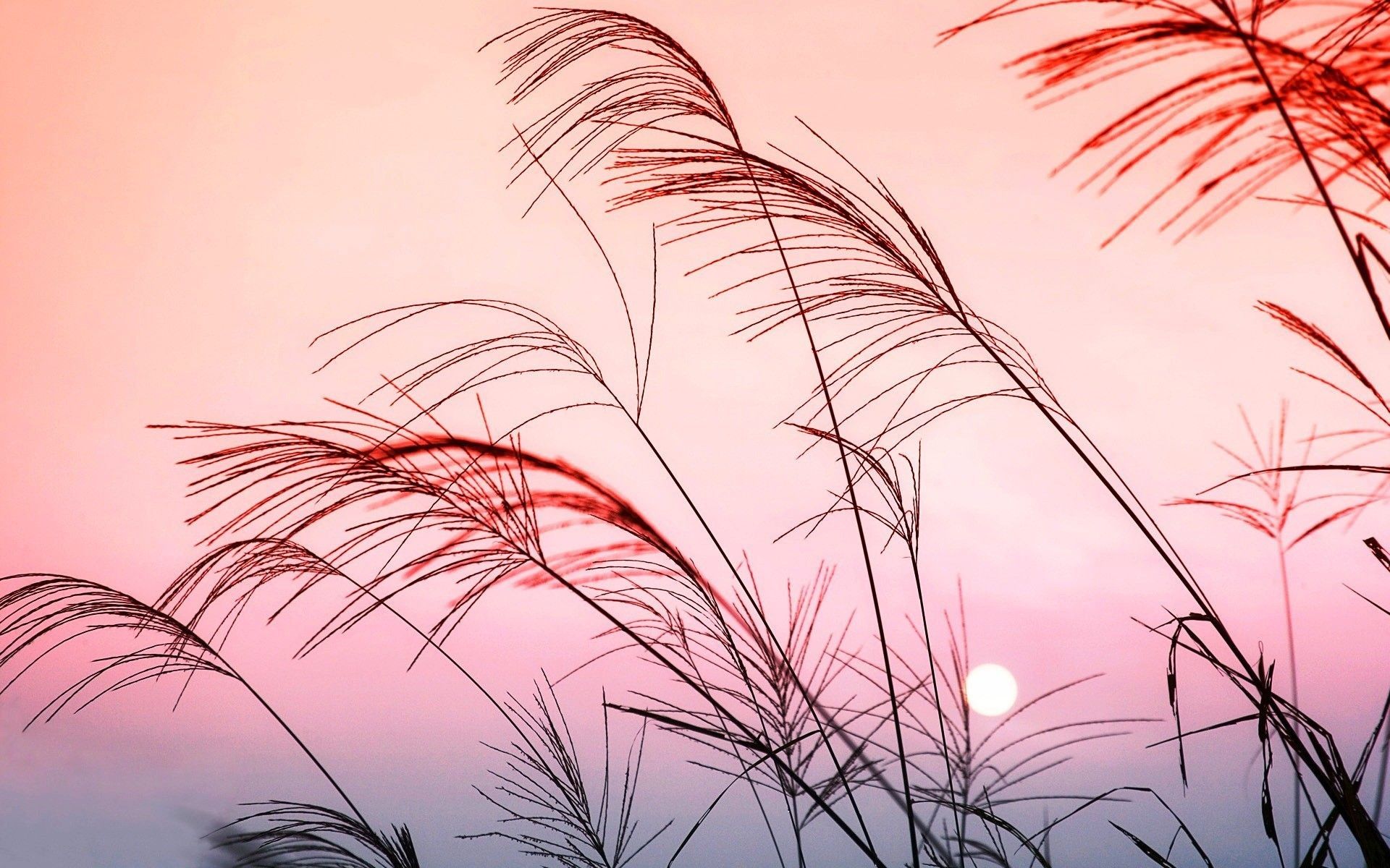Erba alta al tramonto rosa, 1920x1200 WUXGA, Desktop