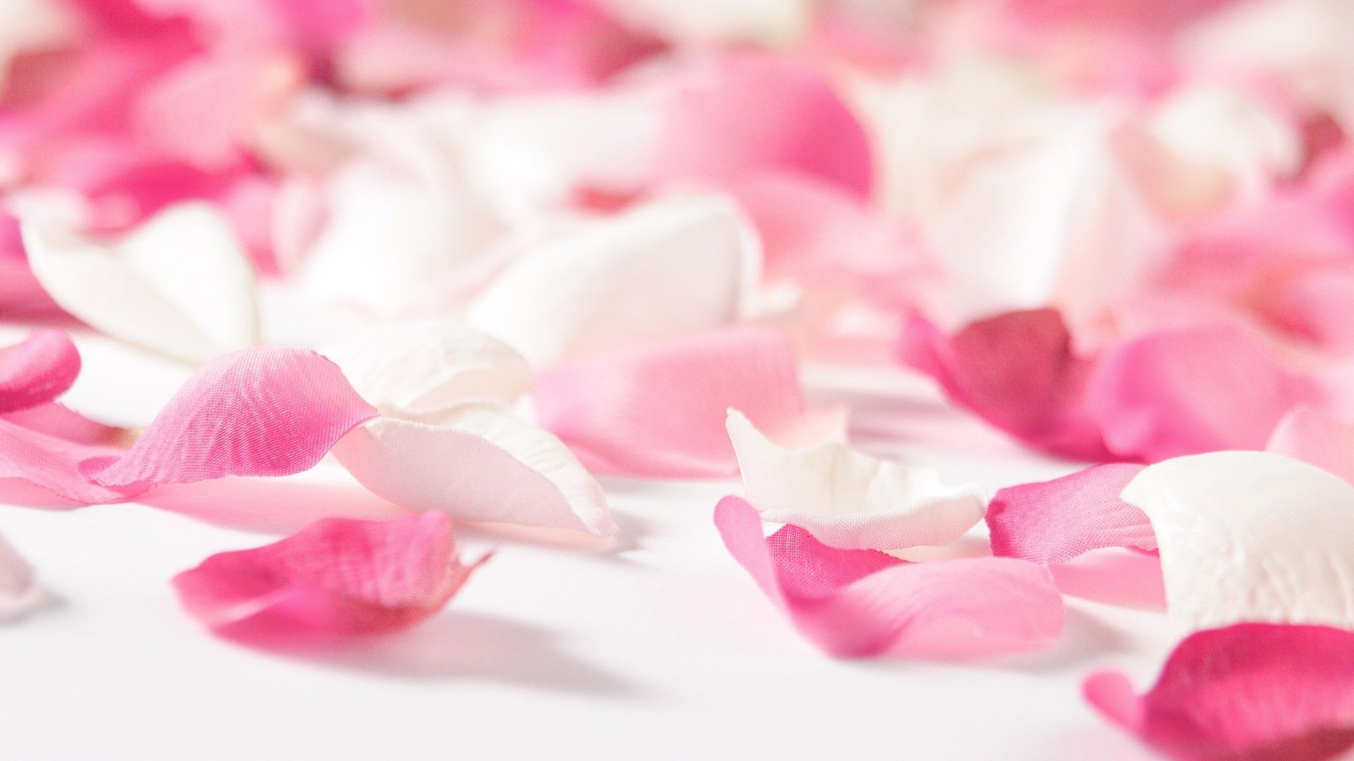 Petali di rosa rosa, 1920x1080 1080p, Desktop
