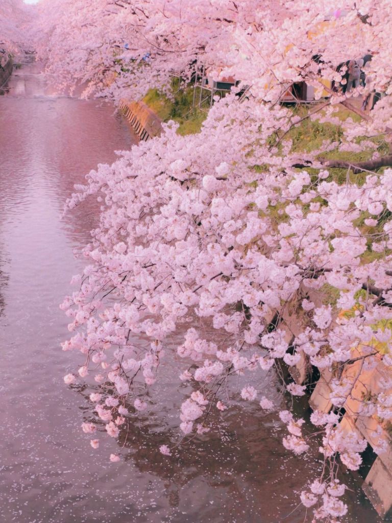 Fiori di ciliegio rosa sul fiume, 768x1024 Full HD Verticale, Smartphone