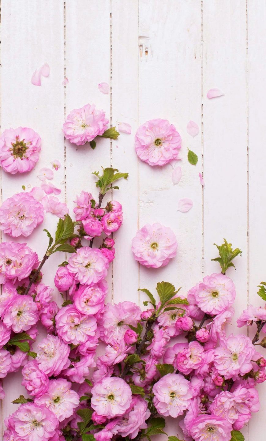 Fiori rosa su assi bianche, 869x1440 Full HD Verticale, iPhone Plus