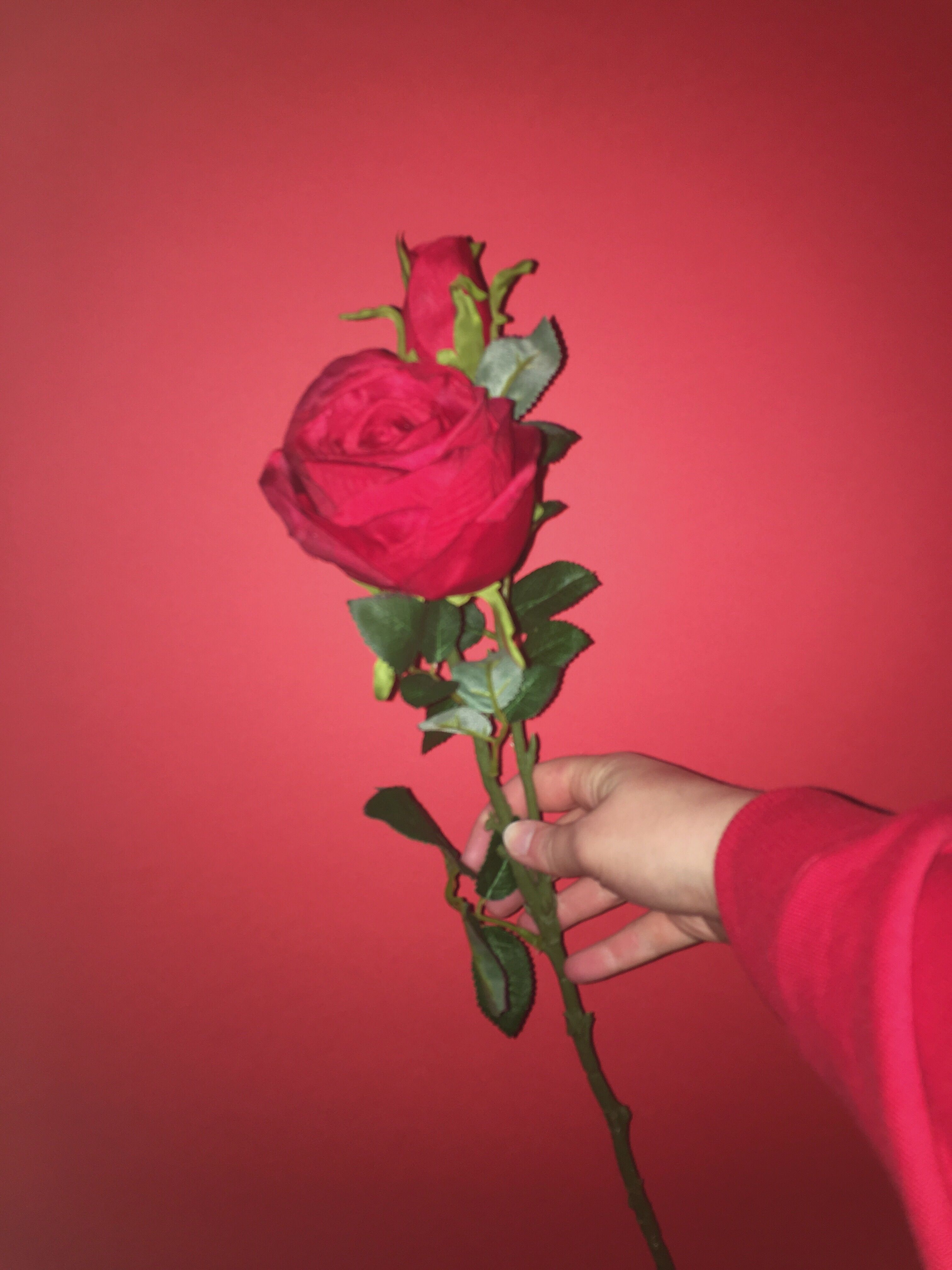 Rosa rossa su fondo rosa, 3024x4032 Verticale, Telefono