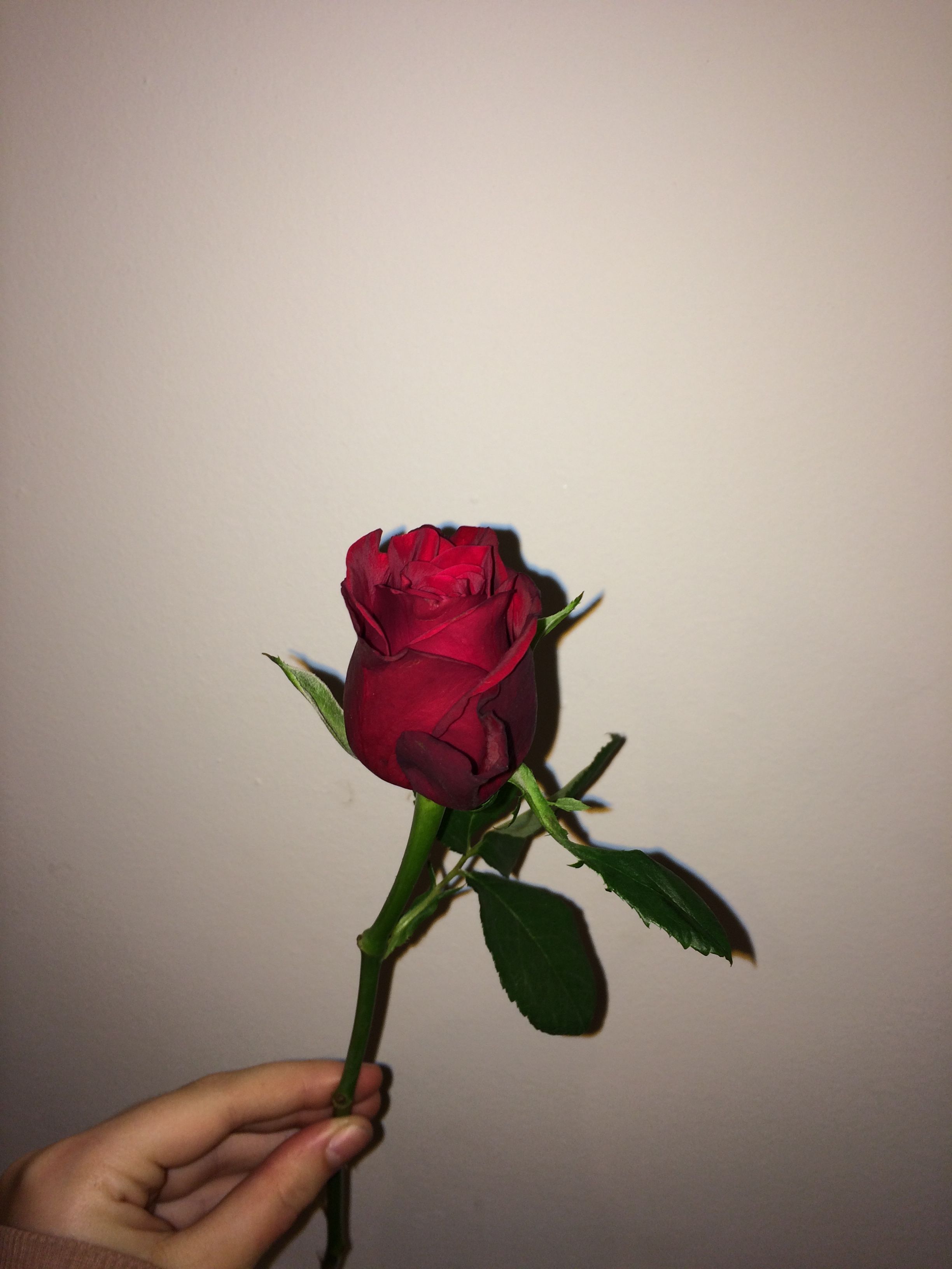 Mano che regge rosa rossa, 2448x3264 Full HD Verticale, Smartphone