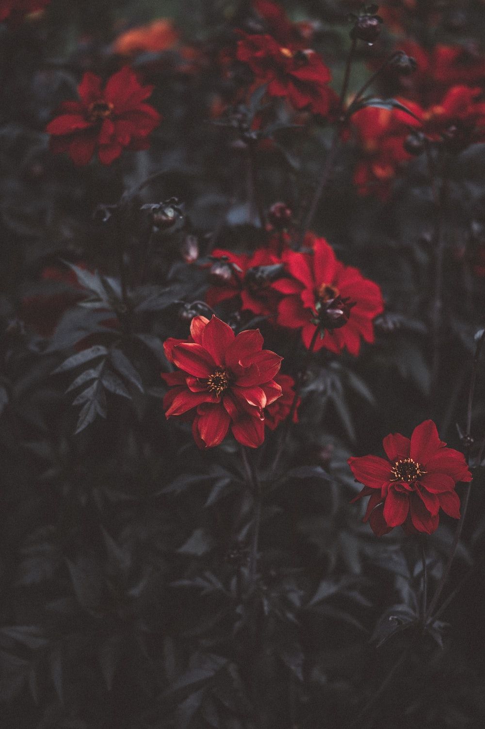 Fiori rossi scuri atmosfera, 1000x1502 Full HD Verticale, Smartphone