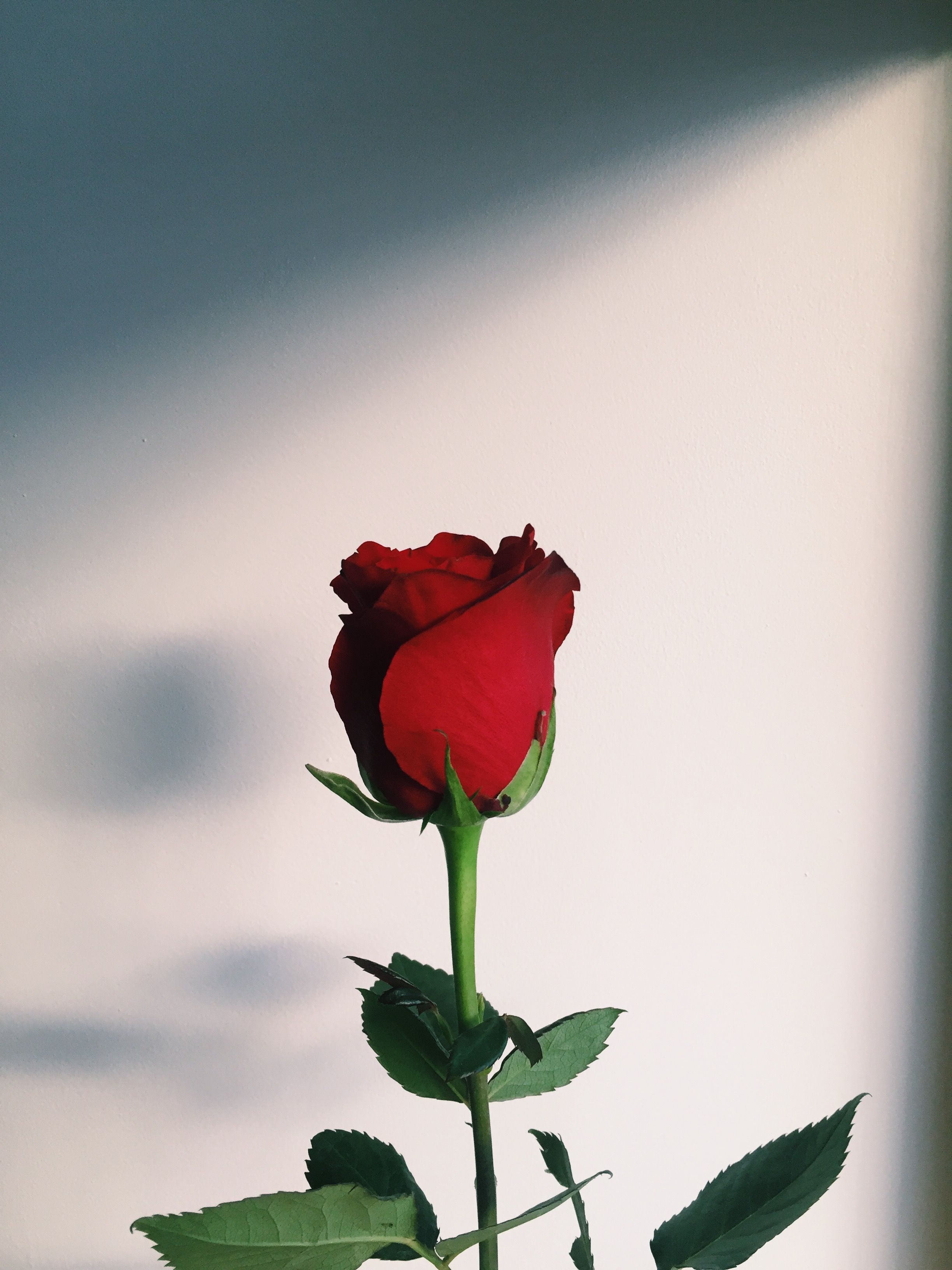 Rosa rossa singola, ombra, 2448x3264 Verticale, Xiaomi